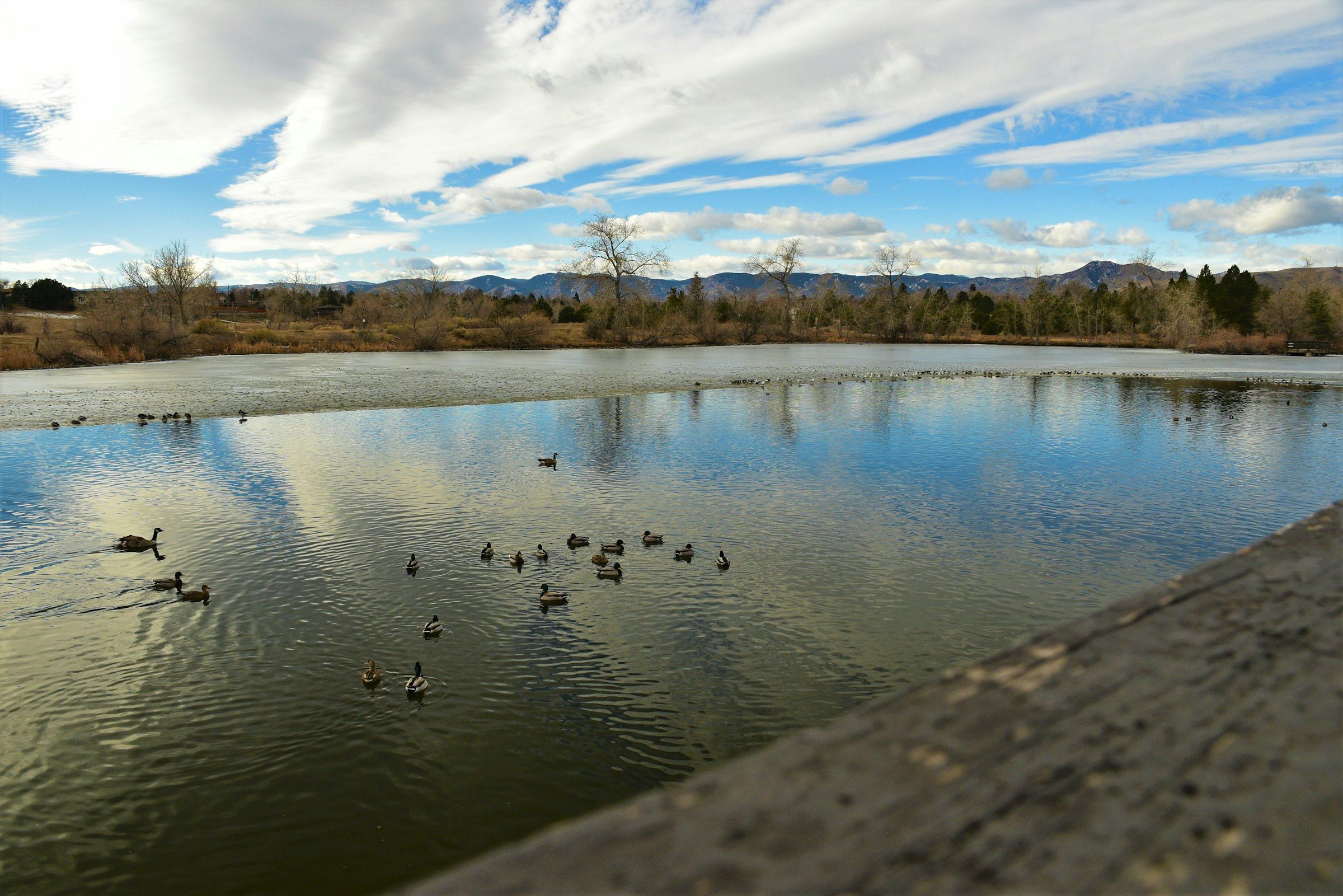 Ducks on a lake in Lakewood with the foothills on the horizon
