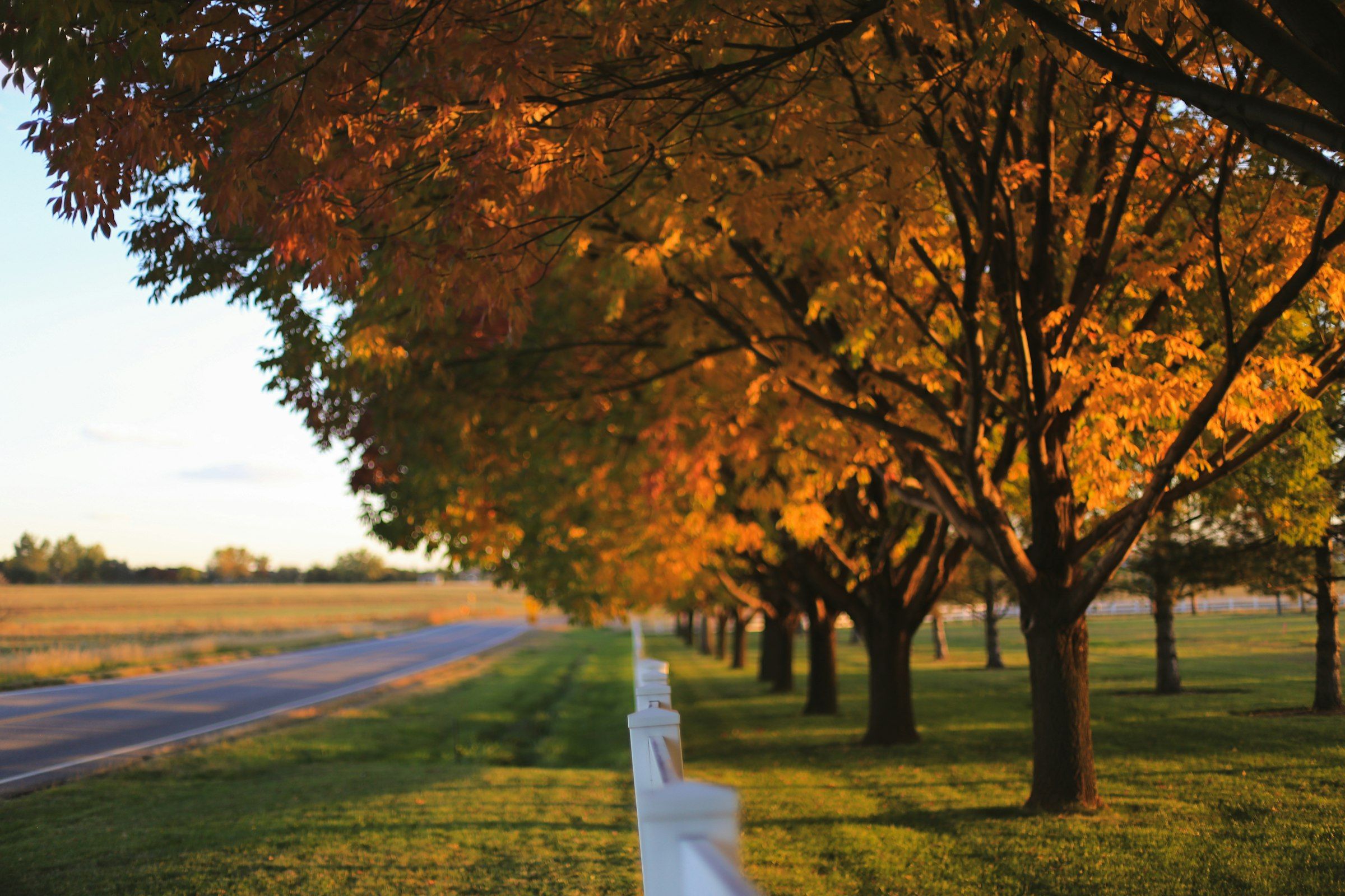 Autumn trees along a white fence beside a road in Longmont
