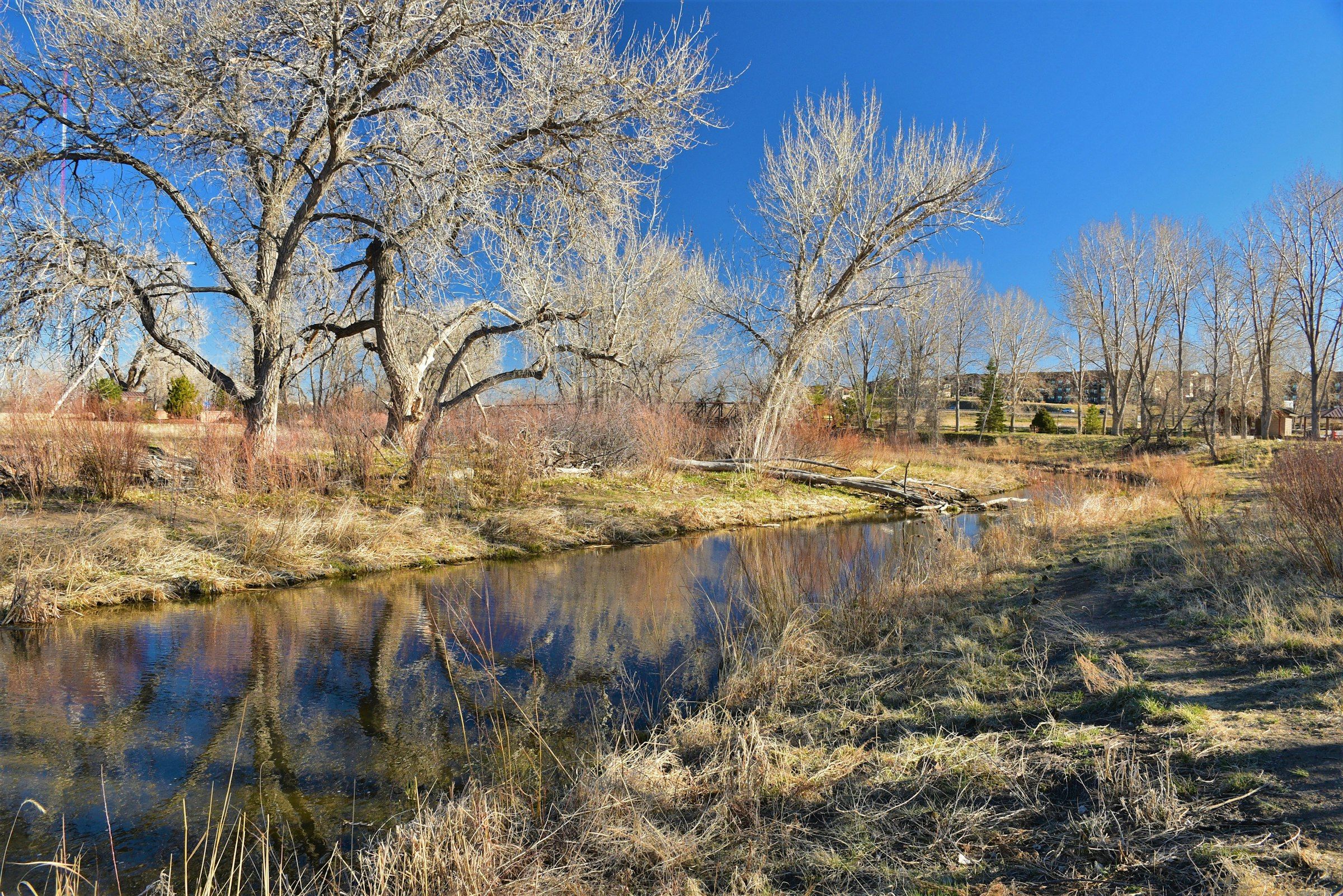 Bare cottonwoods reflected in a creek in Parker on a clear winter day
